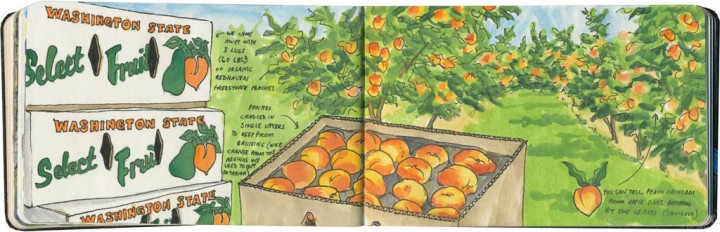 Washington peaches sketch by Chandler O'Leary