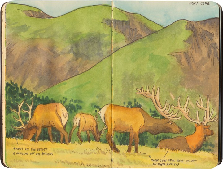 Rocky Mountain National Park sketch by Chandler O'Leary