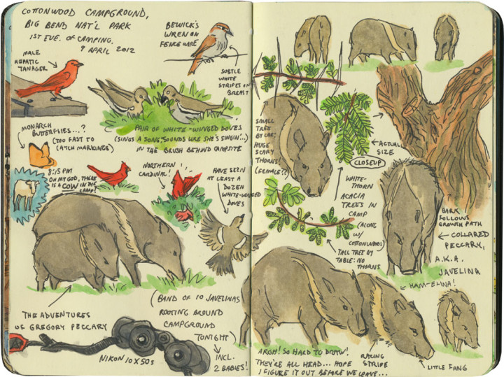 Big Bend National Park wildlife sketches by Chandler O'Leary