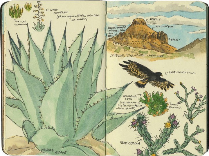 Big Bend cactus sketches by Chandler O'Leary