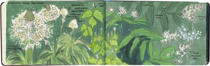 Wildflower sketches by Chandler O'Leary