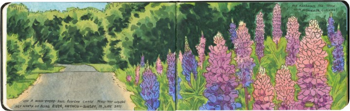 Lupines sketch by Chandler O'Leary