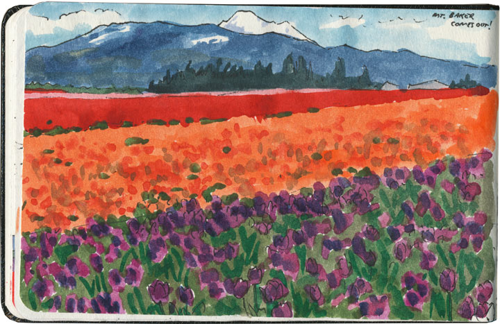 Skagit Valley Tulip Festival sketch by Chandler O'Leary