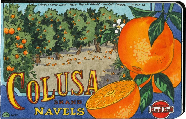 California orange grove sketch by Chandler O'Leary