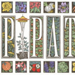 Seattle P-patch postcard by Chandler O'Leary