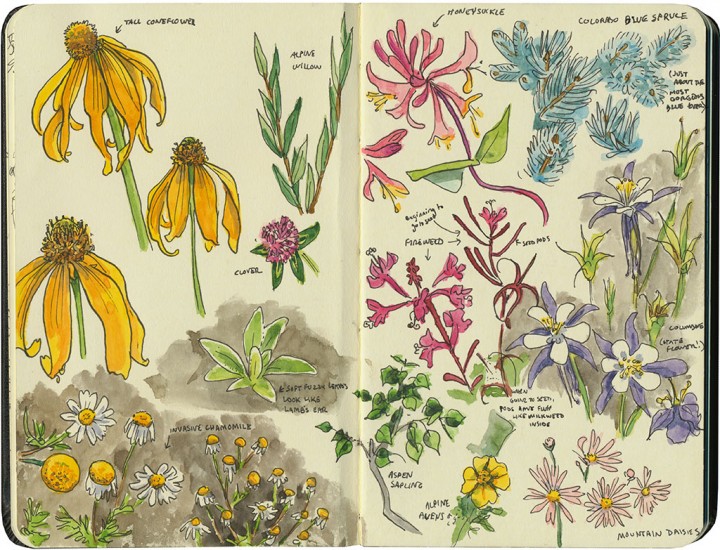 Colorado wildflowers sketch by Chandler O'Leary