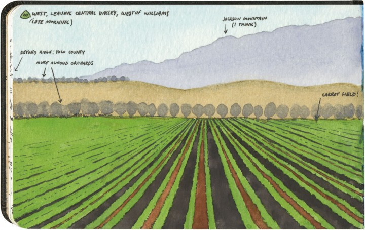 California carrot field sketch by Chandler O'Leary