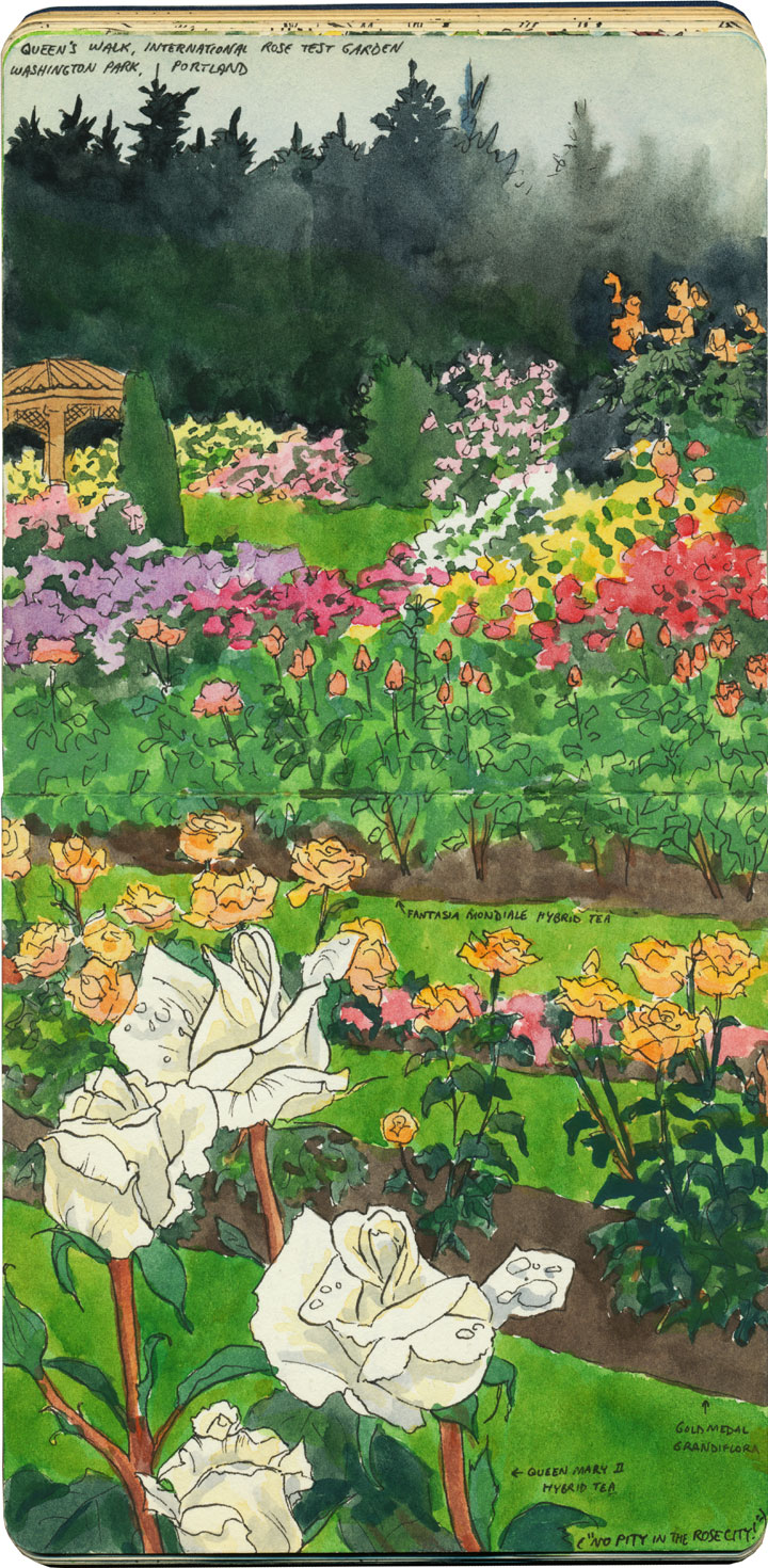 Portland Rose Garden sketch by Chandler O'Leary