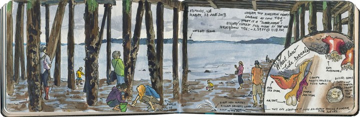 Puget Sound tide pools sketch by Chandler O'Leary