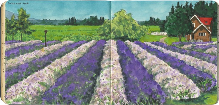 Lavender farm sketch by Chandler O'Leary