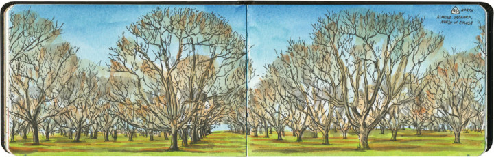 California almond orchard sketch by Chandler O'Leary