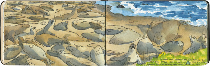 Elephant seals sketch by Chandler O'Leary