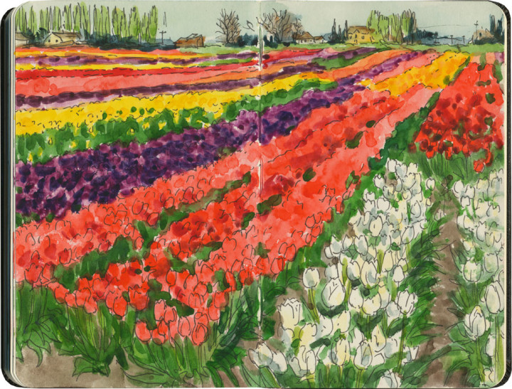 Skagit Valley tulip fields sketch by Chandler O'Leary