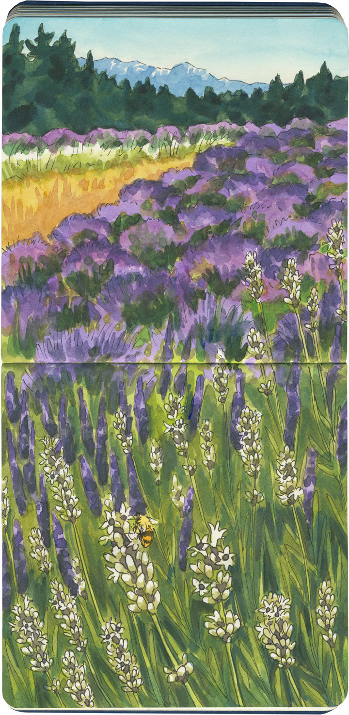 Pelindaba Lavender Farm sketch by Chandler O'Leary