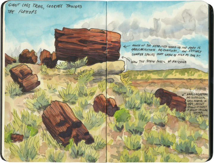 Petrified Forest National Park sketch by Chandler O'Leary