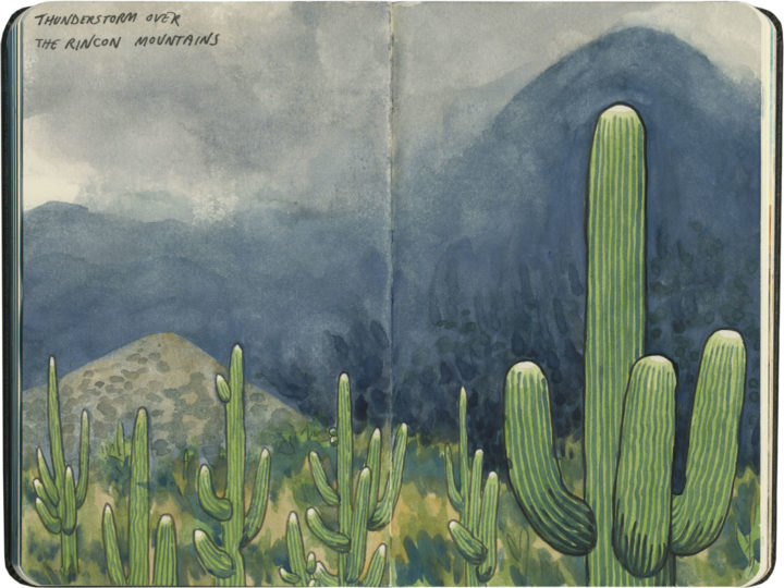 Saguaro National Park sketch by Chandler O'Leary