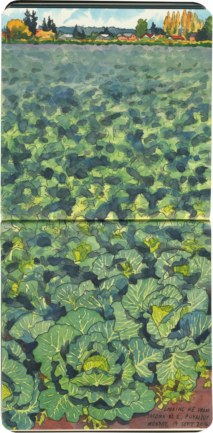 Cabbage field sketch by Chandler O'Leary