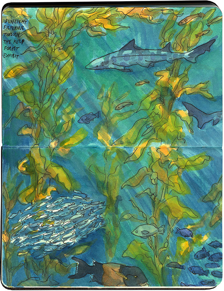 Monterey Bay Aquarium sketch by Chandler O'Leary