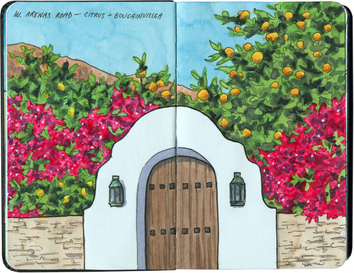 Palm Springs gate with citrus and bougainvillea sketch by Chandler O'Leary